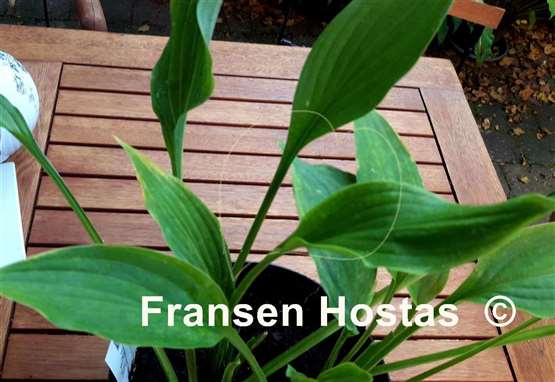 Hosta Speedy Manoeuvres